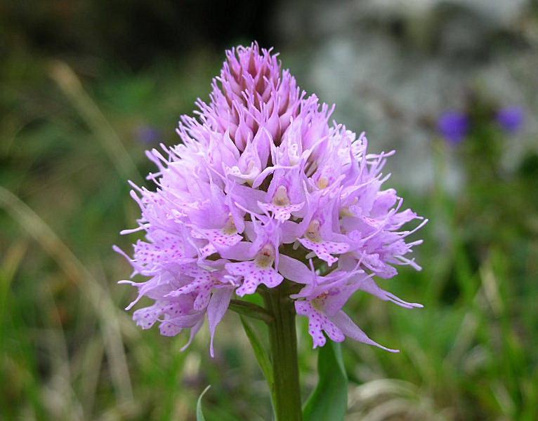 Traunsteinera globosa